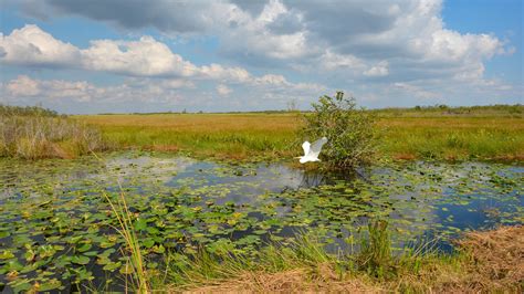 Anhinga Trail | Everglades National Park | Florida Hikes