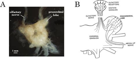 (A) Photograph of the central nervous system of the land slug Limax ...