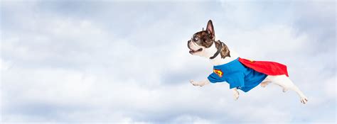 Funny photo of French Bulldog breed dog wearing super hero costume ...