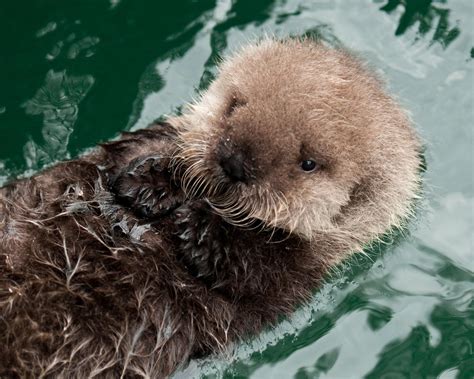 3 week old Sea Otter at the Seattle Aquarium. The first sea otter birth in captivity in the last ...