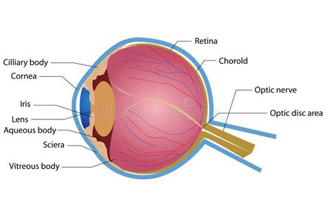 De Anatomie van het oog vector illustratie. Illustratie bestaande uit sectie - 19117302