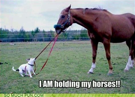 LOVE This! I AM Holding My Horses!! | Funny horse pictures, Funny horse ...