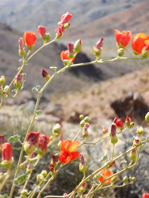 Nevada wild flower- photo by CJZ | Desert art, Desert crafts, Flower photos