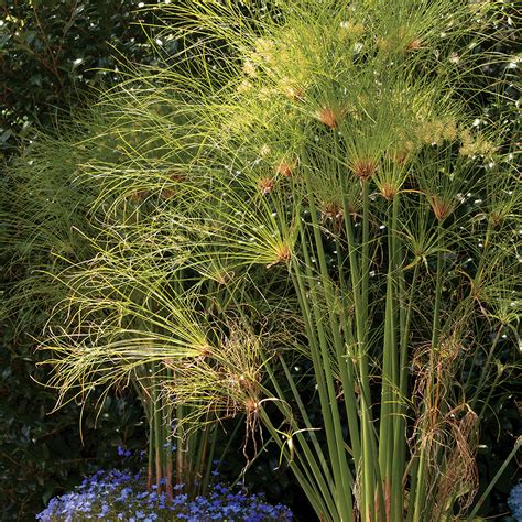 Cyperus papyrus Seeds | Park Seed | Cyperus papyrus, Tropical plants ...