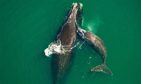 North Atlantic right whale population continues to decline, raising alarms | Stories | WWF