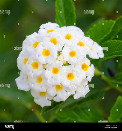 Lantana camara flowers Stock Photo - Alamy