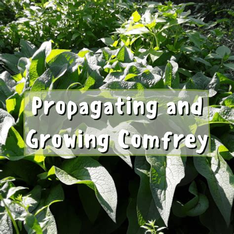 How to Propagate and Grow Comfrey: Easy and Rewarding - Dengarden