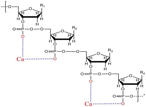 Molecular model combining the-POO-group of DNA with Ca 2+ linked by an ...