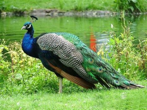 The peacock,a pround bird: The peacock proud bird