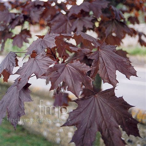 Acer platanoides - 'Crimson King' (Purple Norway Maple): Information ...