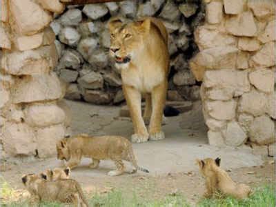 Lucknow zoo tickets to cost you 30% more | Lucknow News - Times of India