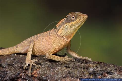 Acanthosaura capra juvenil alias Green Pricklenape :: Hippocampus Bildarchiv