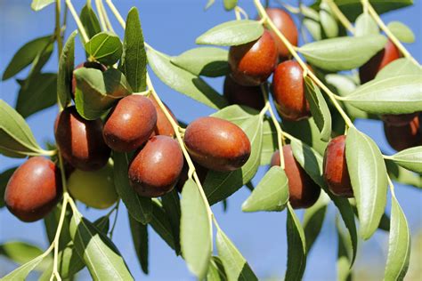 Jujube | Description, Tree, Fruit, & Species | Britannica