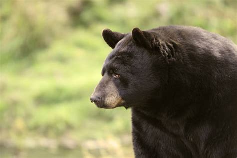 Best Black Bear Face Close Up Stock Photos, Pictures & Royalty-Free Images - iStock