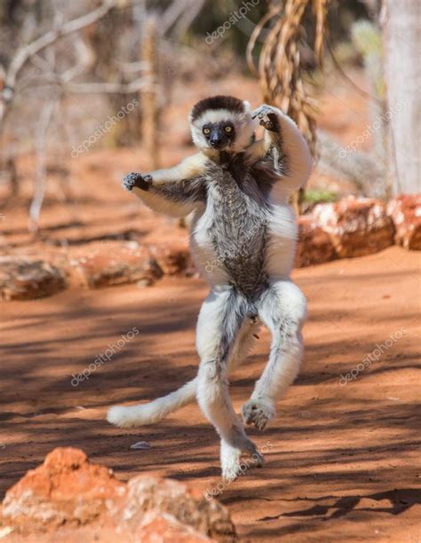 Lemur silky sifaka — Stock Photo © GUDKOVANDREY #67325053