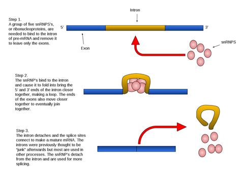 Types of RNA Splicing: Detailed Facts - LAMBDAGEEKS