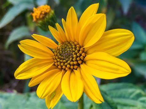 Free Images : nature, flower, petal, botany, yellow, flora, sunflower ...