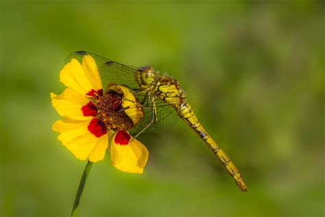 Six British dragonflies to spot in Britain this summer - Country Life