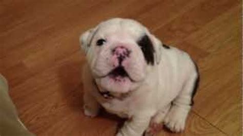 Wrinkly, Adorable Bulldog Puppy Sure Has a Lot of Complaining to Do