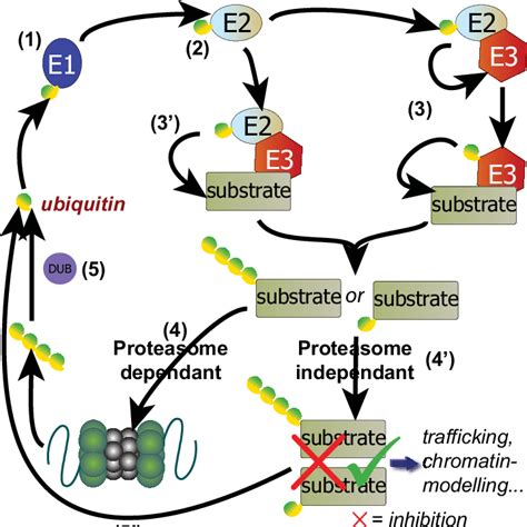 Representation of the ubiquitin-mediated pathways. (1) Ubiquitin is... | Download Scientific Diagram