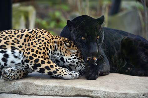 Jaguar o maior felino em extinção - AtaNews