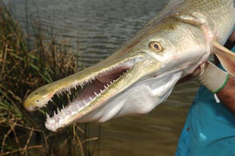 This is the Alligator Gar fish. The largest one ever caught was 8 1/2 ...