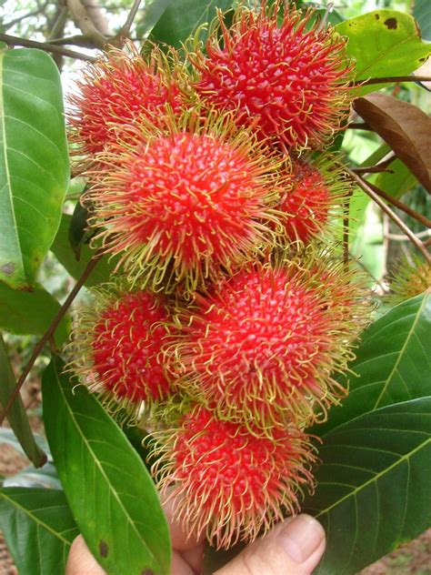 Polynesian Produce Stand : ~RED RAMBUTAN~ Nephelium lappaceum LIVE RARE ...
