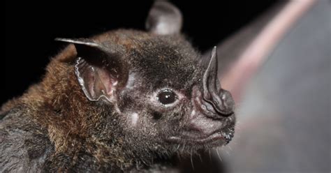 How echolocation works in bats?