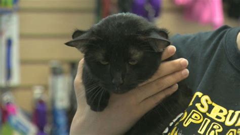 4-Eared Cat Named Batman Finds a Forever Home in Pennsylvania - ABC News