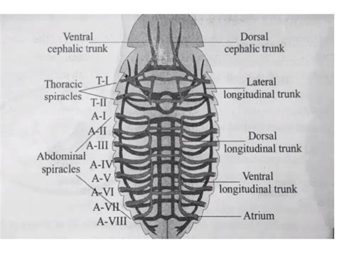 PRACTICAL4 RESPIRATORY SYSTEMS Respiratory System In cockroach respiratory