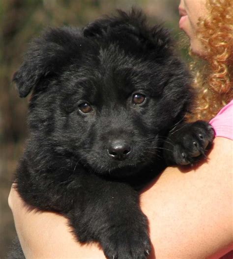 Black Long Haired German Shepherd Puppies | PETSIDI