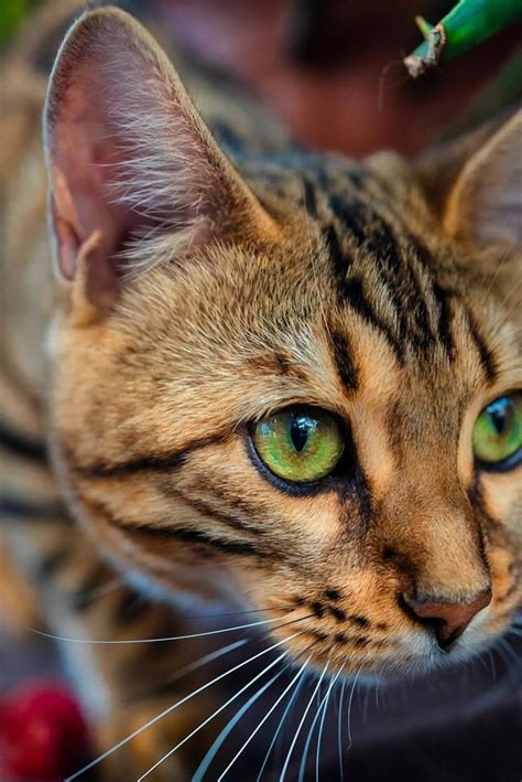 Green Eyed Bengal Cat - Devyntrust