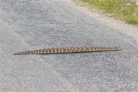 Wildlife Den – South African Wildlife Photography » Puff Adder