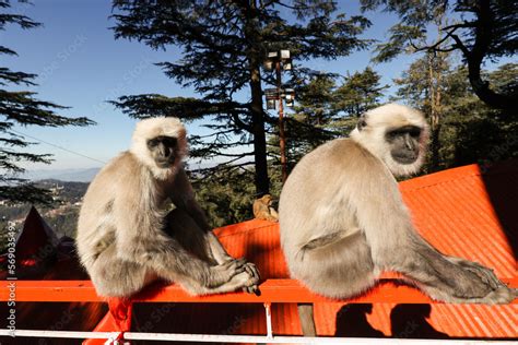 Indian Monkeys langurs near Hanuman Jakhu Statue in Jakhu Temple Shimla. capital of Himachal ...