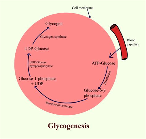 Glycogenesis refer to (a) Conversion of glycogen to glucose.(b) Breakdown of glucose to form ...