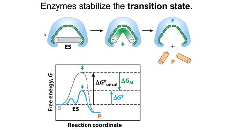 Enzymes stabilize transition states - YouTube