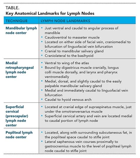 Inguinal Lymph Node Drainage Dog - Best Drain Photos Primagem.Org