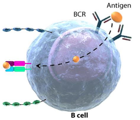 B Cell Differentiation - Creative Diagnostics