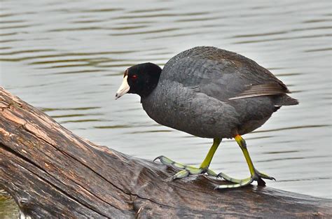 Take a photo of duck hunting : r/ForestIsland