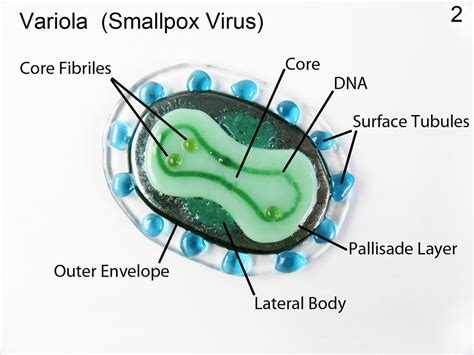 Smallpox 2 Variola Virus Fused Glass Oranment by trilobiteglassworks on ...