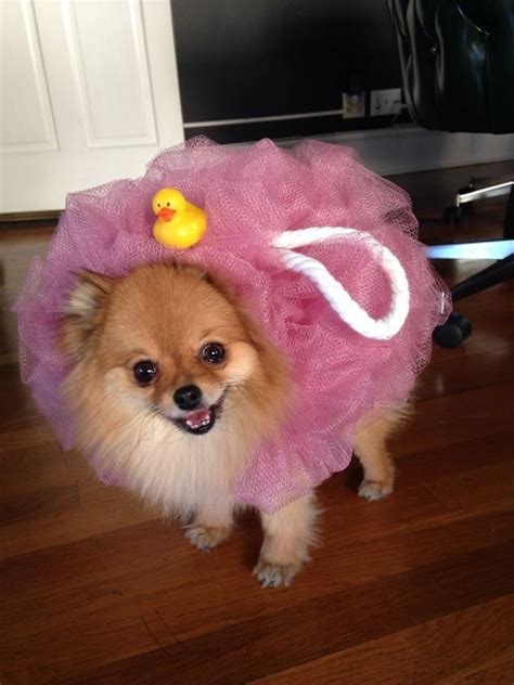 Pin by Caballos on Caballos | Cute dog costumes, Pet halloween costumes, Dog costumes