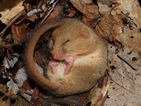 1,000th hazel dormouse reintroduced to the UK | Discover Animals