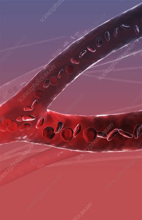 Capillary blood vessels - Stock Image - C008/0774 - Science Photo Library