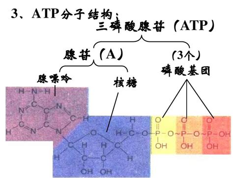 ATP水解 - 快懂百科