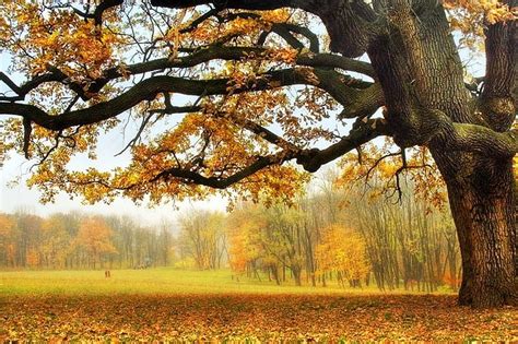 Under the Old Oak Tree, forest, autumn, tree, leaves, colors, oak, HD wallpaper | Peakpx