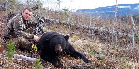 BC Black Bear Hunts, Black Bear Bow Hunting in British Columbia Canada ...