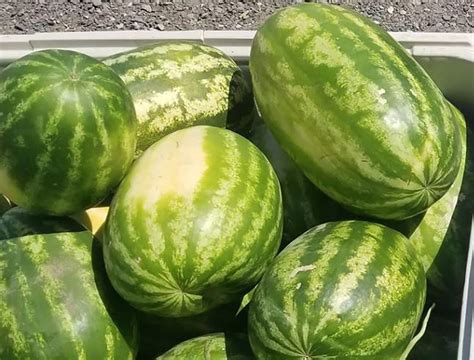 Hermiston watermelon season arrives late this year | Oregon | capitalpress.com