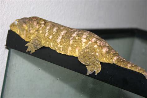 Gecko Ranch | Rhacodactylus leachianus Breeding Project