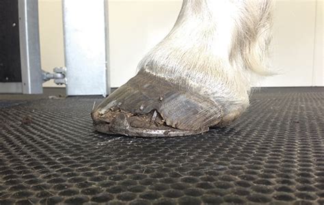 Hoof disease warning: Connemara ponies most at risk *H&H VIP* - Horse & Hound