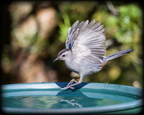 Gray Catbird Nests, Habitat, And Mating Rituals